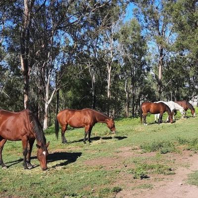 Horses